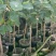 菠萝蜜苗稿接树