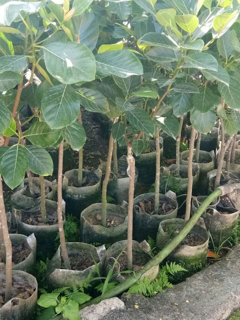 菠萝蜜苗稿接树