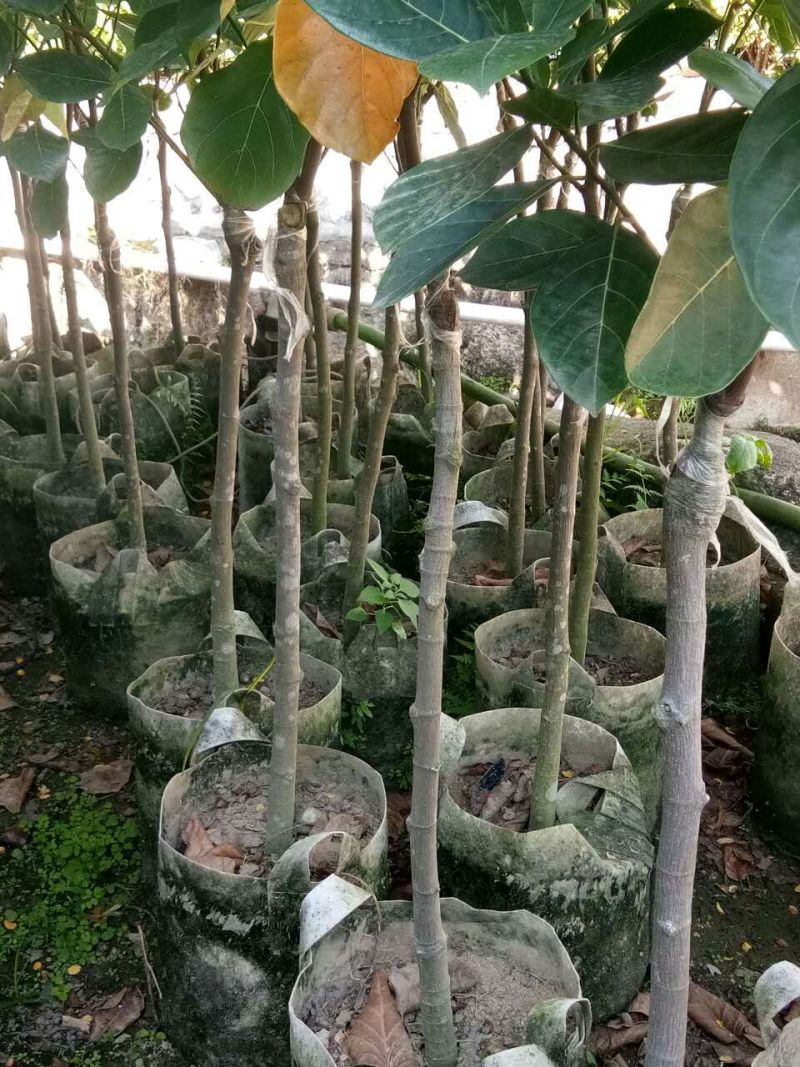 菠萝蜜苗稿接树
