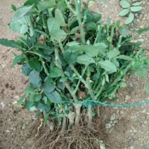 丰花月季苗，1～3年的苗都是大花型，有香味浓郁的花苗，