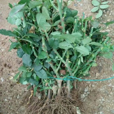 丰花月季苗，1～3年的苗都是大花型，有香味浓郁的花苗，