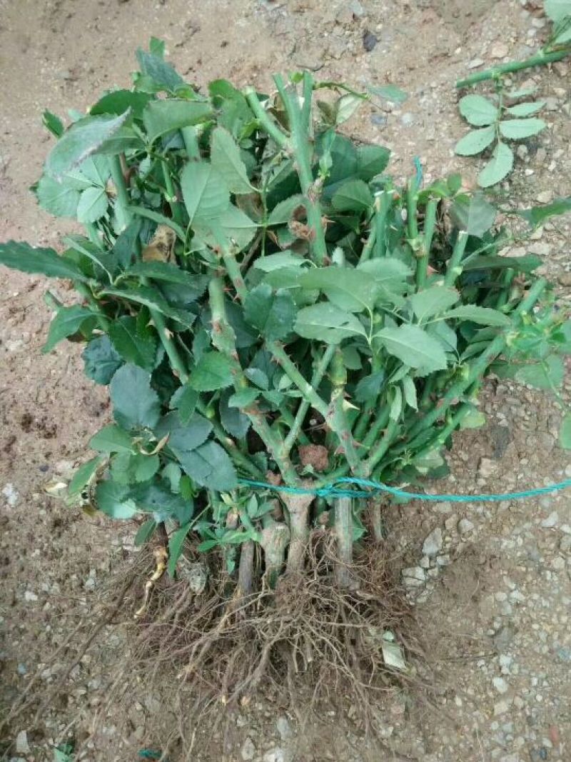 丰花月季苗，1～3年的苗都是大花型，有香味浓郁的花苗，