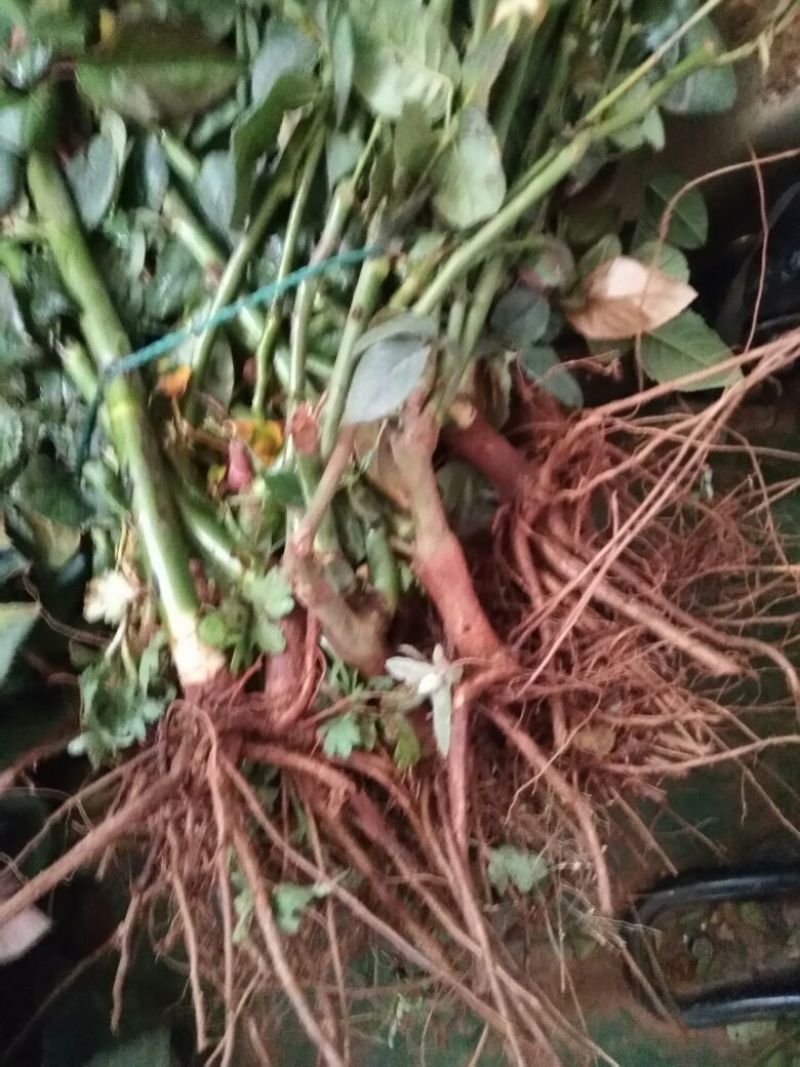 丰花月季苗，1～3年的苗都是大花型，有香味浓郁的花苗，