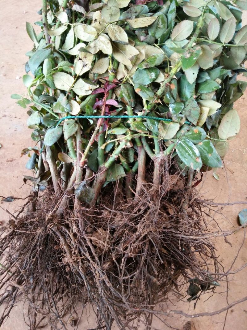 丰花月季苗，1～3年的苗都是大花型，有香味浓郁的花苗，