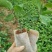 百香果苗10~20cm