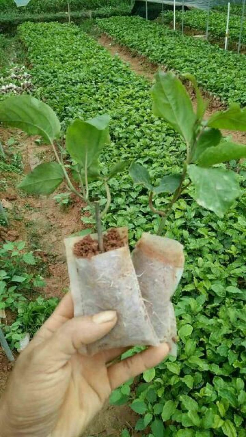 百香果苗10~20cm
