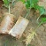 百香果苗10~20cm