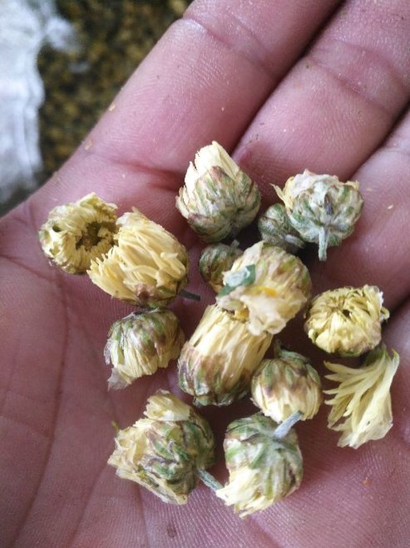 胎菊王散装