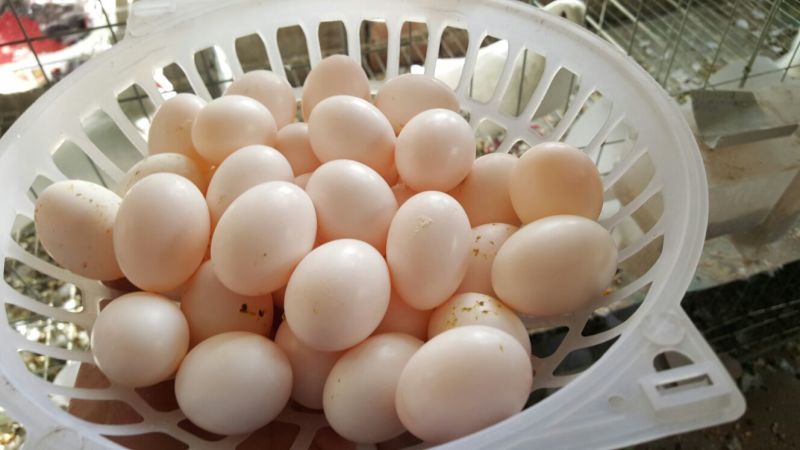 鸽子蛋食用