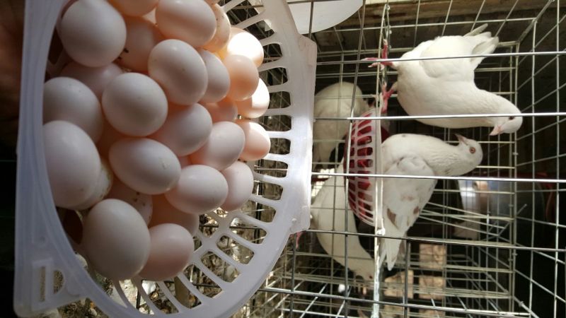 鸽子蛋食用