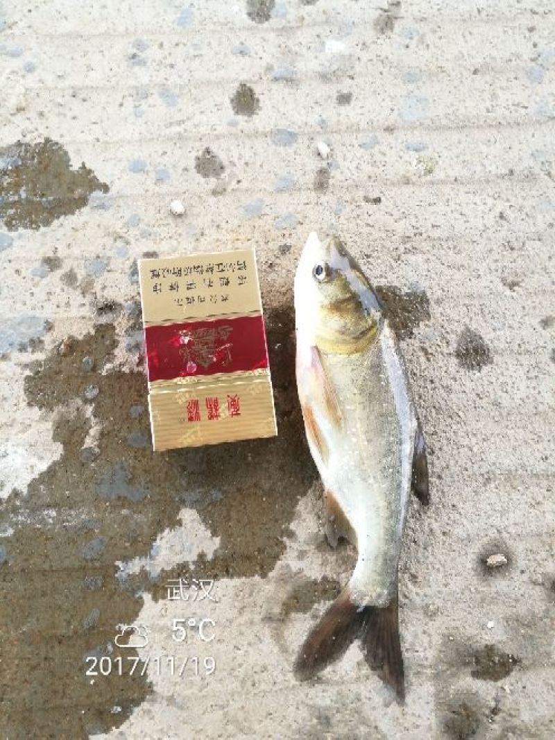 花鲢鱼苗