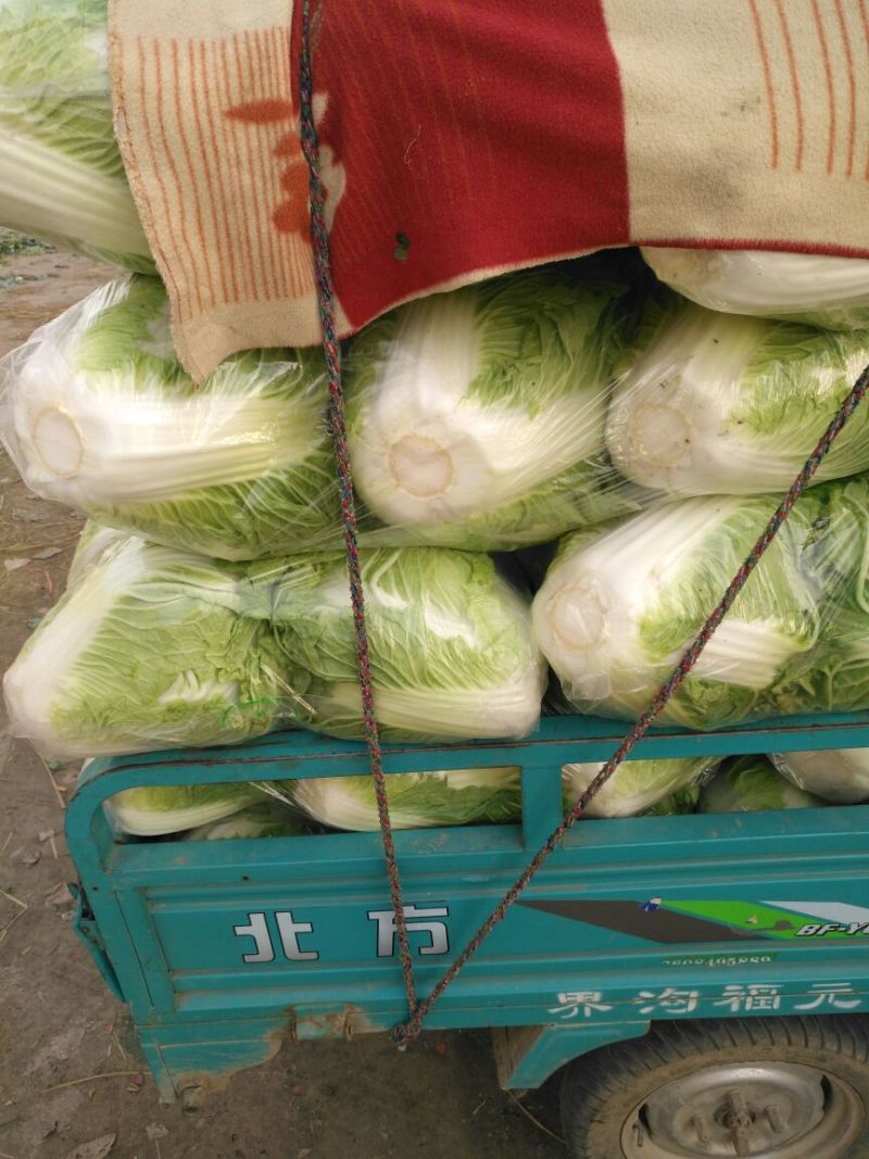 秦白2号白菜大量上市保质保量色泽好4-6斤可视频看货