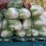 秦白2号白菜大量上市保质保量色泽好4-6斤可视频看货
