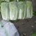 黄心白菜4~6斤净菜，质量上乘颗形均匀口感佳等您