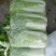 黄心白菜4~6斤净菜，质量上乘颗形均匀口感佳等您