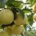 黄金梨树苗80cm以上0.8~3cm