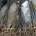 黄金梨树苗80cm以上0.8~3cm