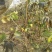 波姬红无花果苗50~80cm基地直供，品种优良，品种全