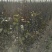 晚秋黄梨树苗0.8cm100~150cm