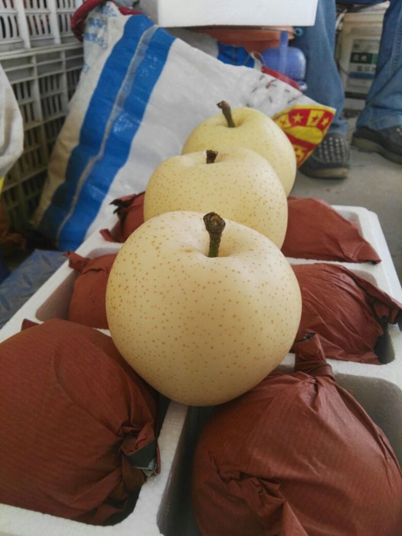 黄金梨树苗0.8cm100~150cm