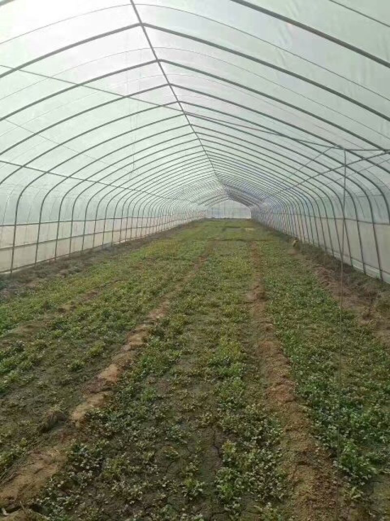简易蔬菜大棚，种植大棚，养殖大棚，食用菌大棚