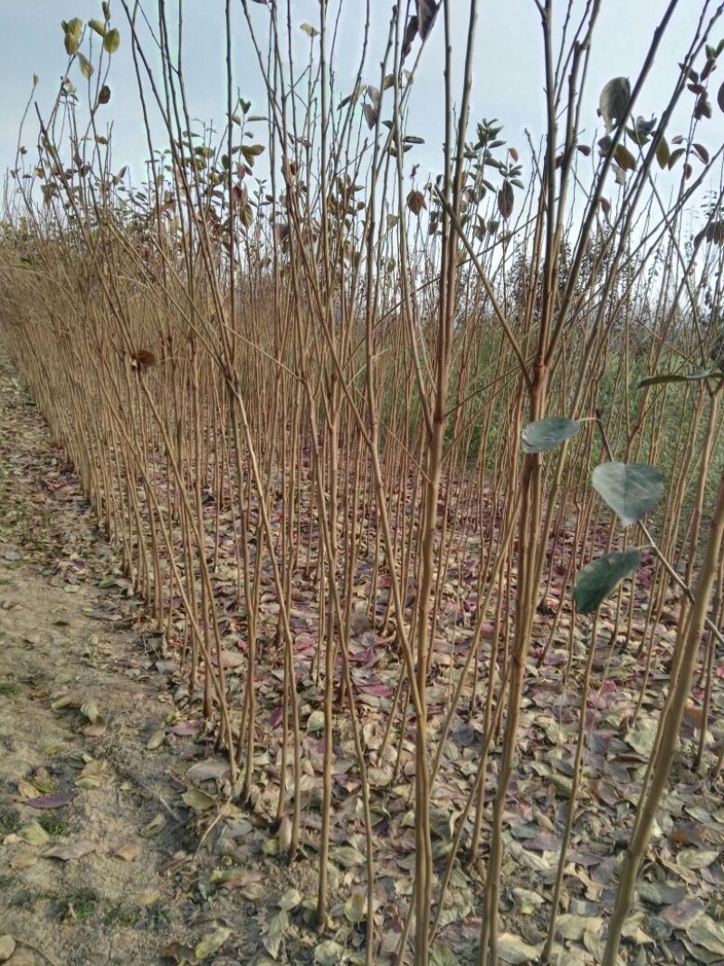 阳丰甜柿苗，自己家苗圃基地培育的品种柿子树苗