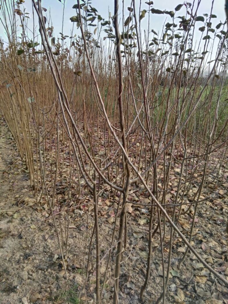 阳丰甜柿苗，自己家苗圃基地培育的品种柿子树苗