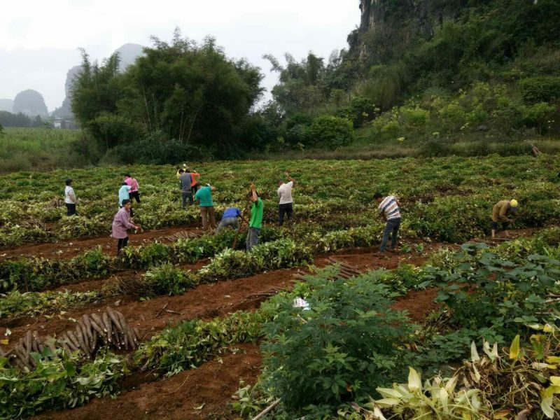 大量新鲜淮山药供应4~6厘米一级手捡50~70厘米