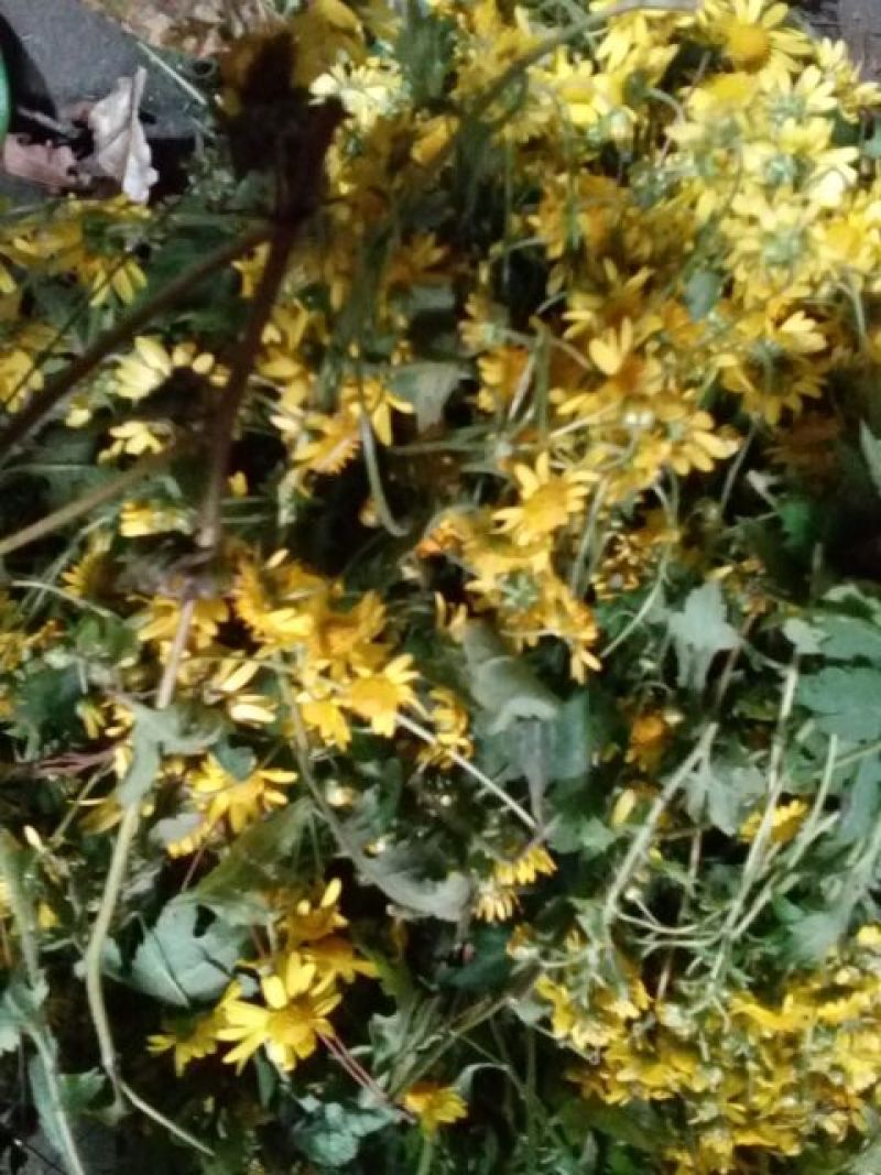 野菊花袋装