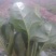 大叶菠菜20~25厘米