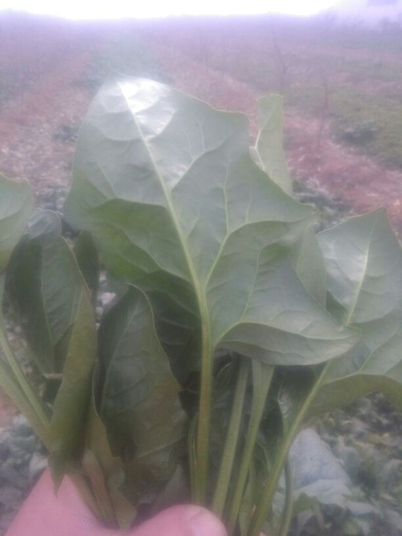 大叶菠菜20~25厘米