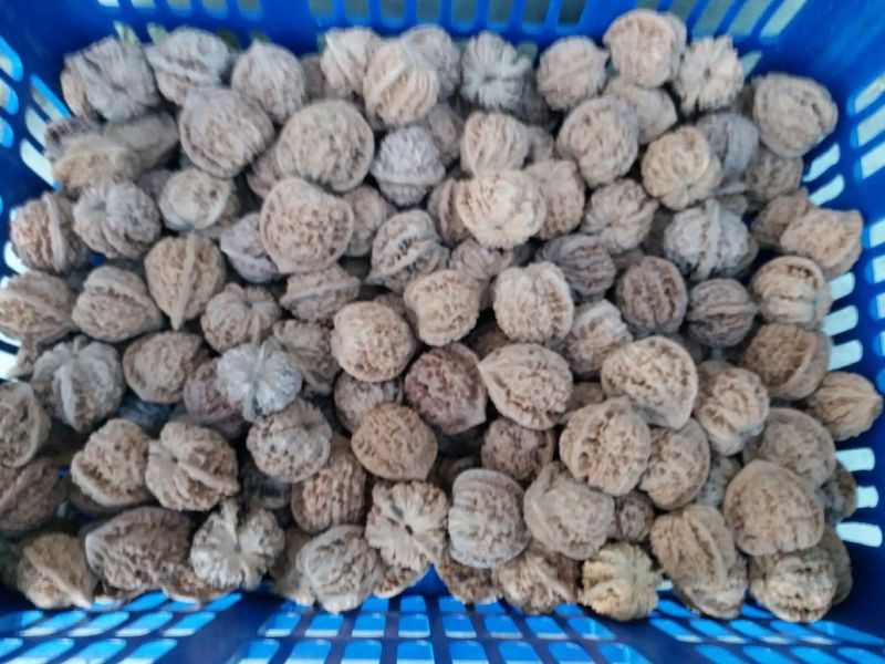 文玩核桃