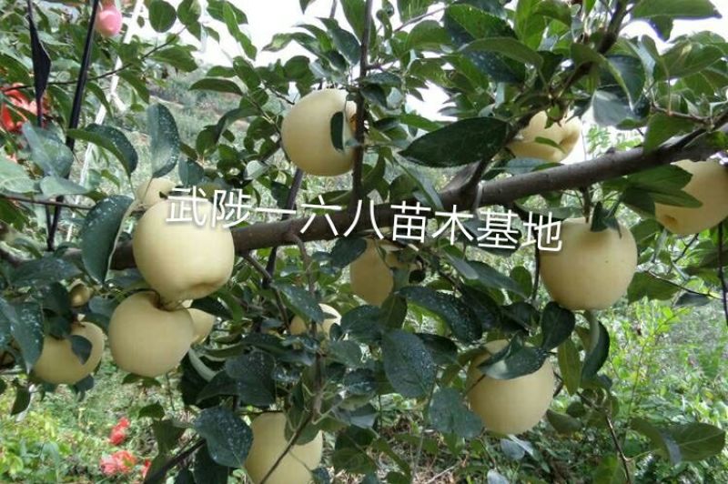 【维纳斯】黄金苹果树苗易成活基地直发现挖现发