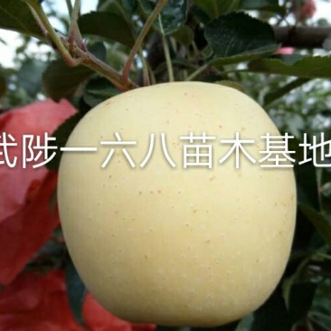 【维纳斯】黄金苹果树苗易成活基地直发现挖现发
