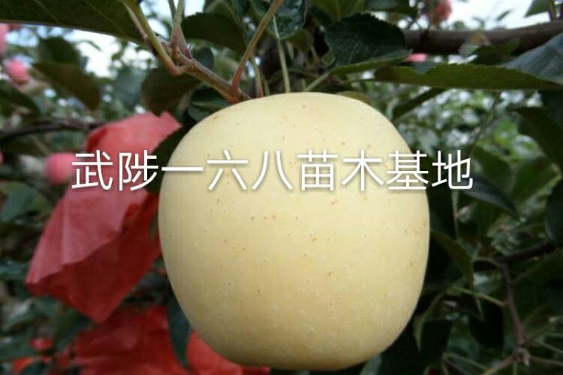 【维纳斯】黄金苹果树苗易成活基地直发现挖现发