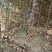 【维纳斯】黄金苹果树苗易成活基地直发现挖现发
