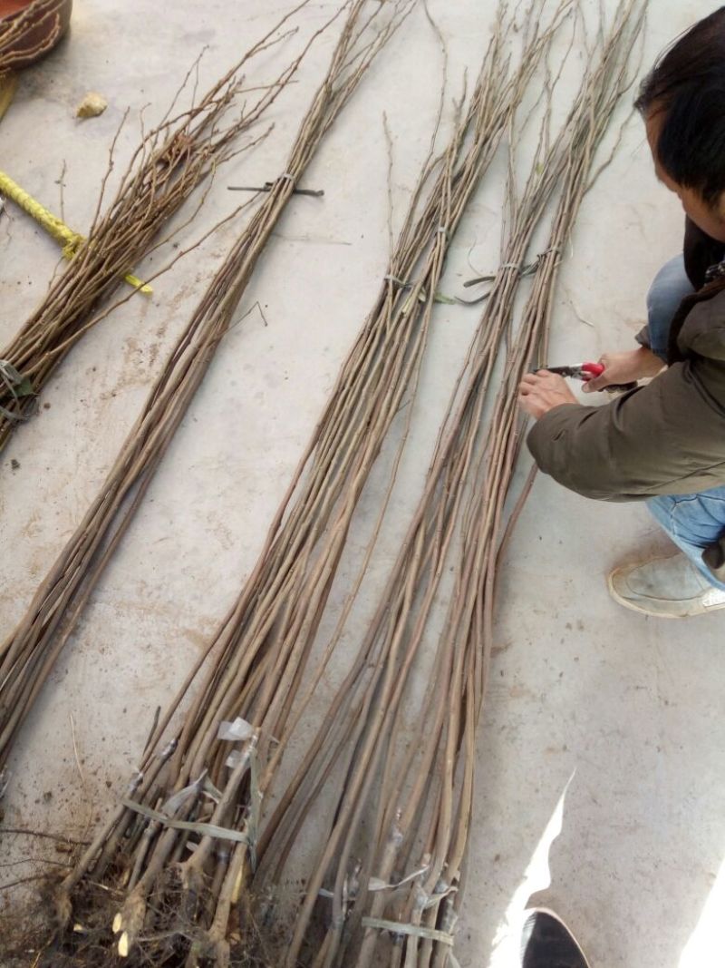 八月黄柿子树苗丰产稳产品种纯正基地直发