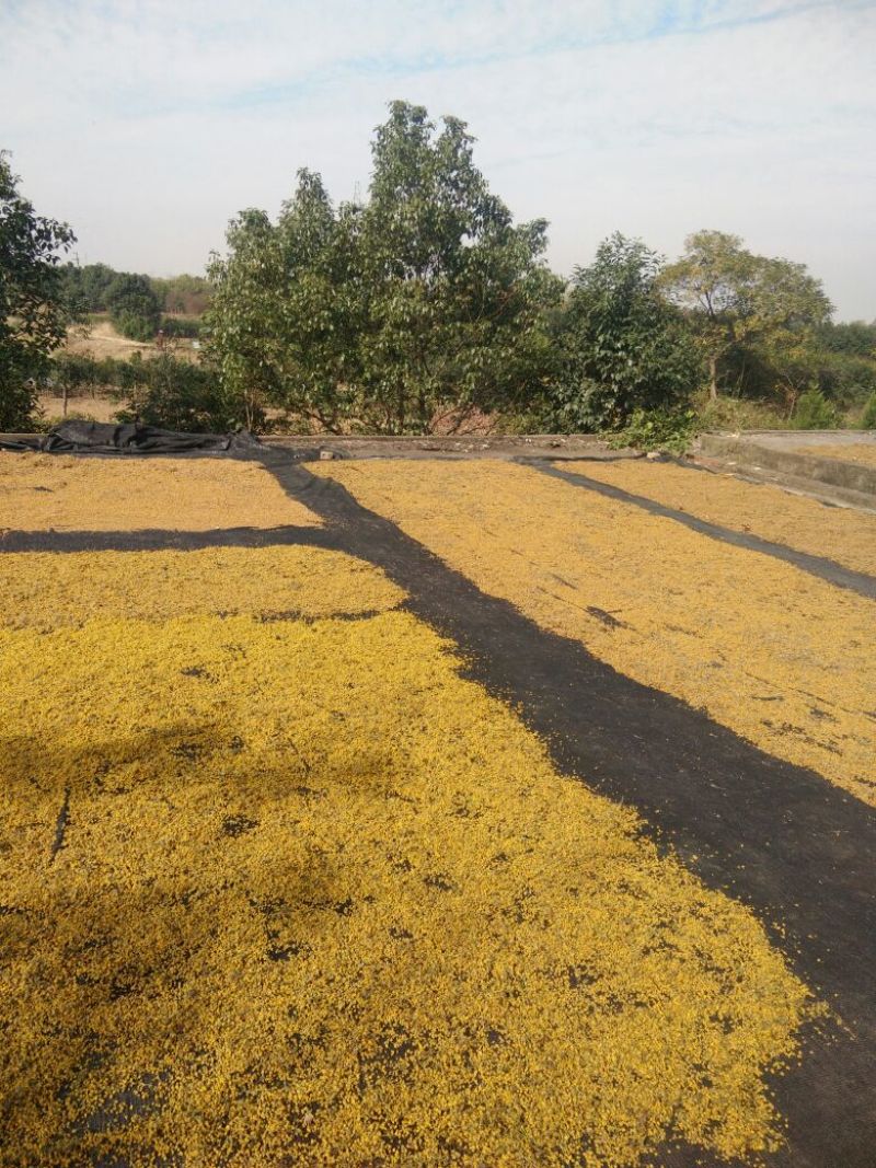 野菊花散装
