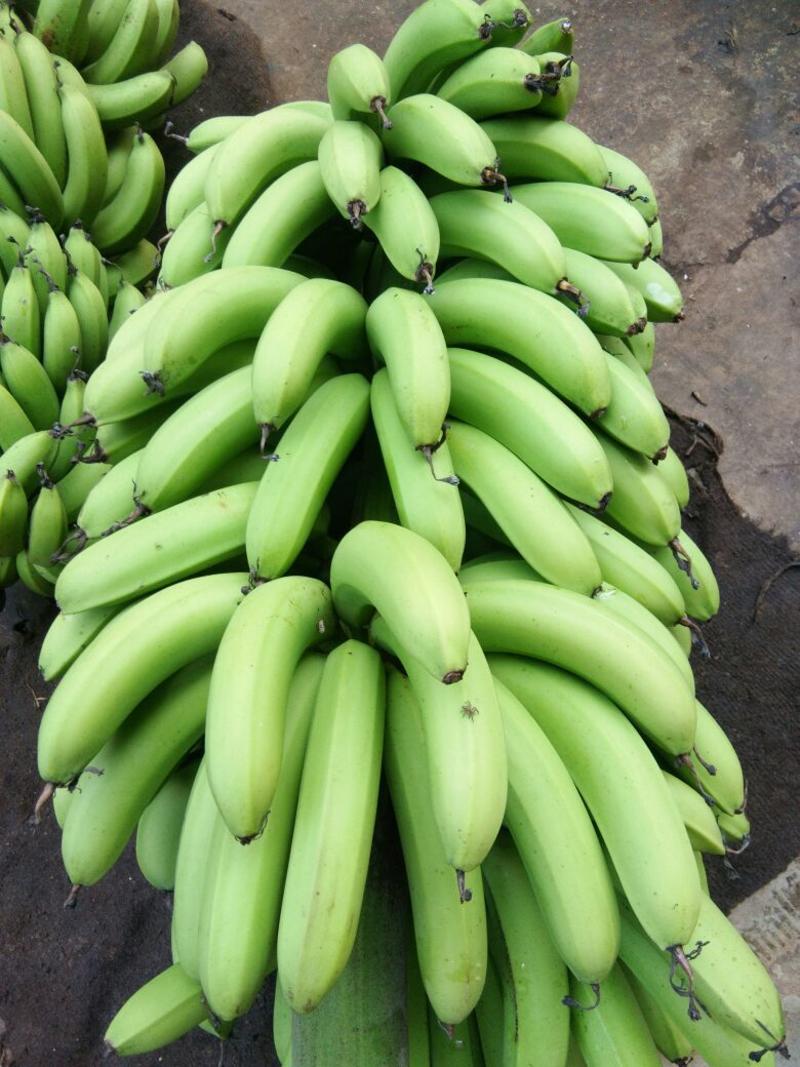 广西新鲜水果巴西香蕉三斤五斤九斤一件包邮