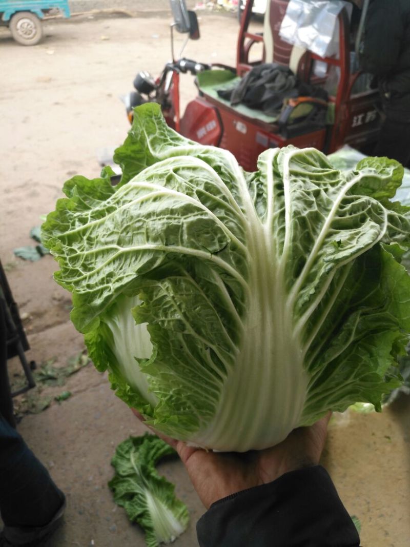 秦白2号白菜大量上市保质保量色泽好4-6斤可视频看货