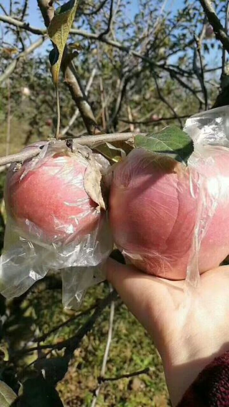 红富士苹果70mm以上膜袋