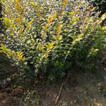 金叶女贞4cm以下