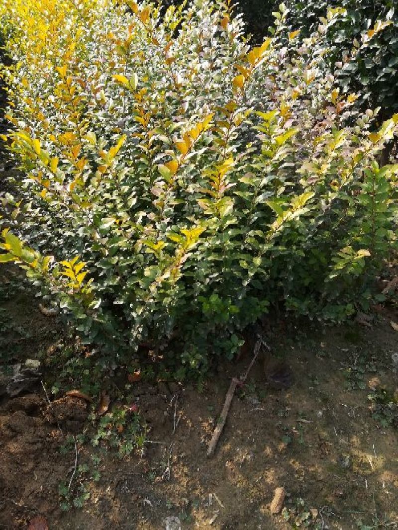 金叶女贞4cm以下