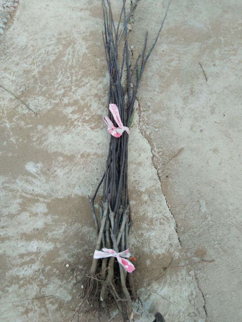 早酥红梨苗：梨树苗基地：梨树苗：基地直供包技术