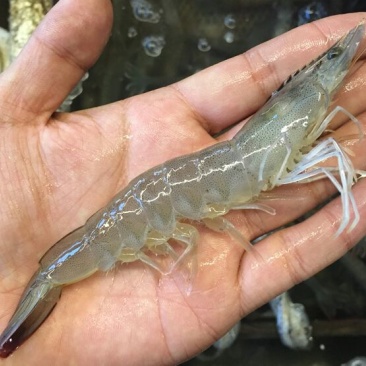 基围虾食用活虾