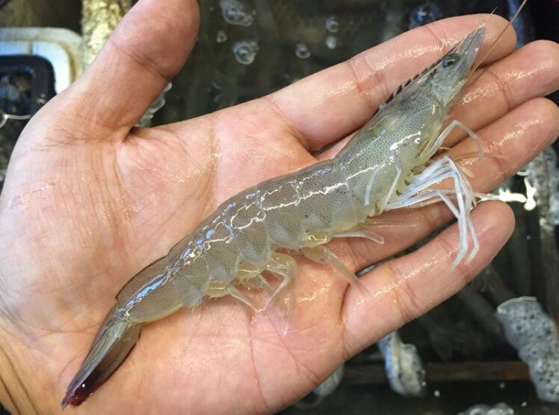 基围虾食用活虾
