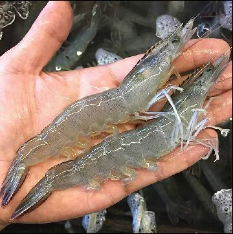 基围虾食用活虾