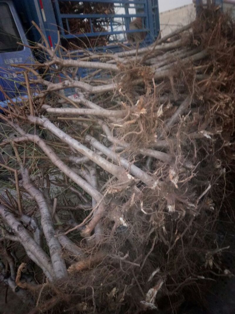 桃树占地桃树苗4/5CM