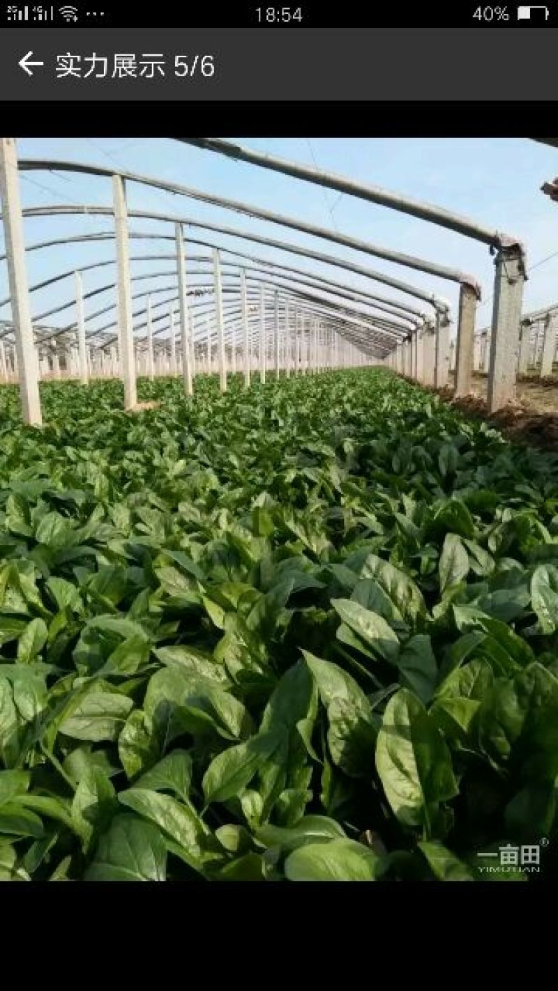 越冬菠菜25~30厘米