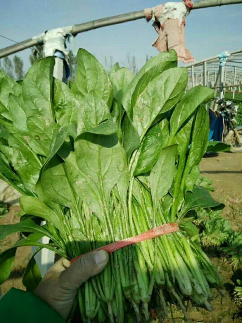 越冬菠菜25~30厘米